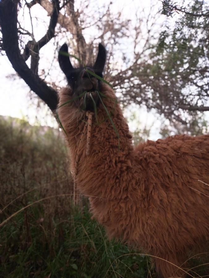 Dormir Con Llamas Маймара Экстерьер фото