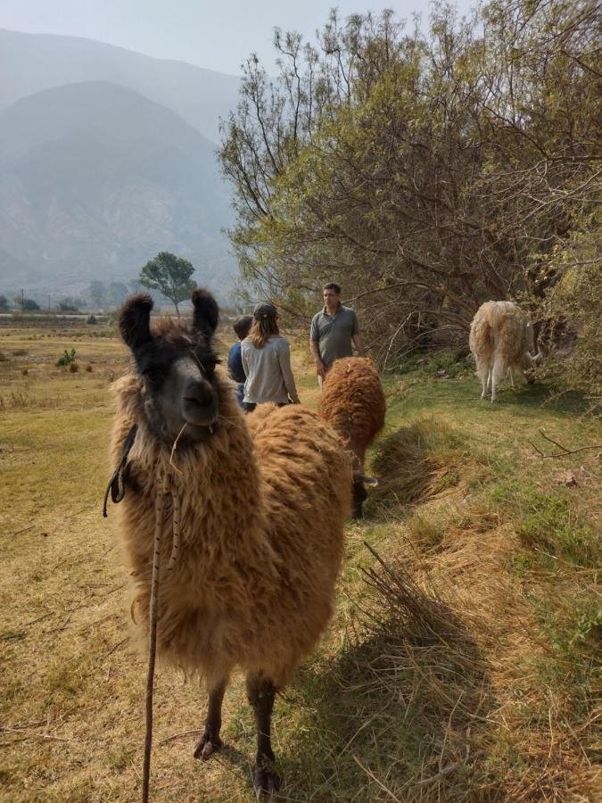 Dormir Con Llamas Маймара Экстерьер фото